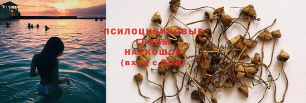 прущие грибы Аркадак